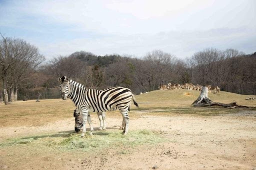 かわいい動物から絶叫アトラクションまで！楽しさ山盛りの「姫路セントラルパーク」を遊び尽そう