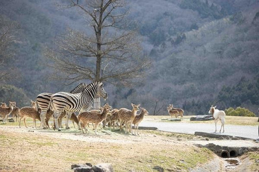 かわいい動物から絶叫アトラクションまで！楽しさ山盛りの「姫路セントラルパーク」を遊び尽そう