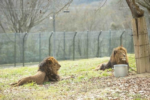 かわいい動物から絶叫アトラクションまで！楽しさ山盛りの「姫路セントラルパーク」を遊び尽そう