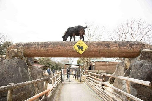 かわいい動物から絶叫アトラクションまで！楽しさ山盛りの「姫路セントラルパーク」を遊び尽そう