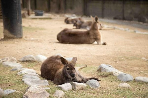 かわいい動物から絶叫アトラクションまで！楽しさ山盛りの「姫路セントラルパーク」を遊び尽そう