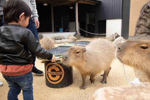 かわいい動物から絶叫アトラクションまで！楽しさ山盛りの「姫路セントラルパーク」を遊び尽そう