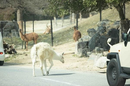 かわいい動物から絶叫アトラクションまで！楽しさ山盛りの「姫路セントラルパーク」を遊び尽そう