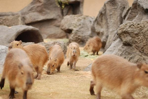 かわいい動物から絶叫アトラクションまで！楽しさ山盛りの「姫路セントラルパーク」を遊び尽そう