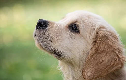 縁起のいい犬の名前49選！海外の言葉や姓名判断まで総ざらい！