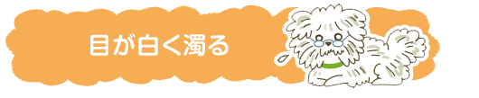 症状から見つける犬の病気「目が充血したり、白濁する」