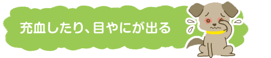 症状から見つける犬の病気「目が充血したり、白濁する」