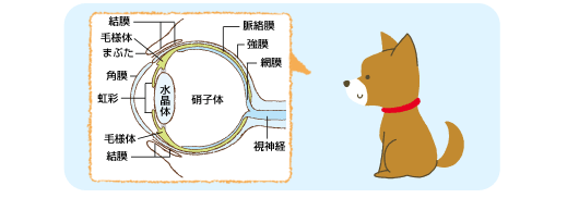 症状から見つける犬の病気「目が充血したり、白濁する」