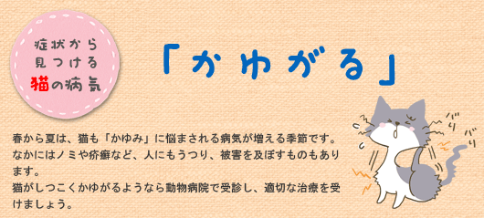症状から見つける猫の病気「かゆがる」