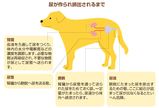 犬の「尿」に隠されたヒミツって！？【犬のからだセミナー　尿編】