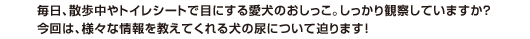 犬の「尿」に隠されたヒミツって！？【犬のからだセミナー　尿編】
