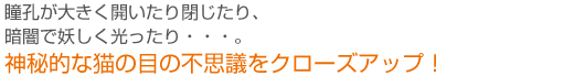 猫の目は不思議がいっぱい！【猫のからだセミナー　目編】