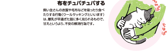 【獣医師監修】猫のコミュニケーション術～あいさつ、あまえ方、ケンカのルールまで～