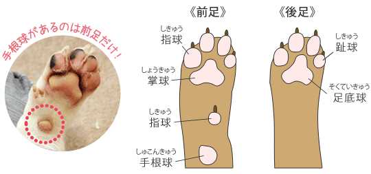 犬の「肉球」って、何のためにあるの？【犬のからだセミナー 肉球編】