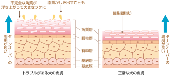 人とどこが違うの？「皮膚」の構造【犬のからだセミナー 皮膚編】