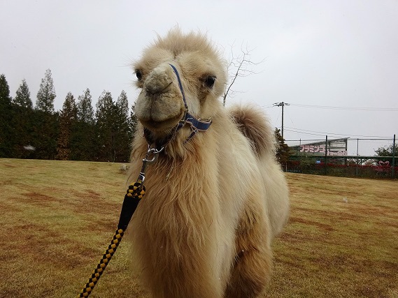 【割引あり】東北サファリパークの魅力を徹底解剖！動物たちのショーやエサやり、食事情報まで