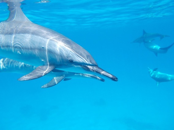 運気がアップする「動物」の待ち受け特集！開運効果があるおしゃれ生き物たちの画像に