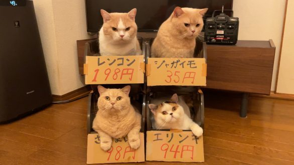 猫の絶景ショットが面白かわいい！天使の寝顔、おっさん風の姿etc