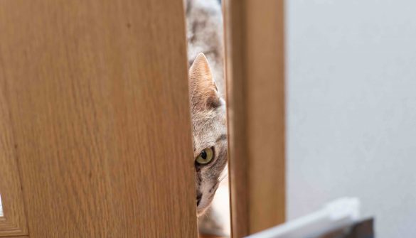 婚活のために“猫を利用”した最低男にゾゾッ。彼の部屋にはありえない状況の猫が…