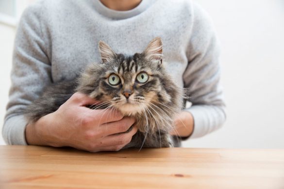 婚活のために“猫を利用”した最低男にゾゾッ。彼の部屋にはありえない状況の猫が…