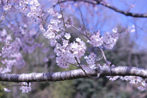 新入社員歓迎の花見に参加してトホホ「忙しい時期に苦痛でした」