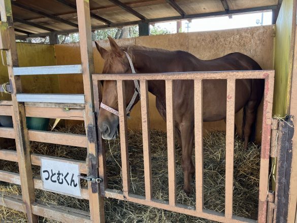 北海道へ帰省中、息子が夫と出かけた「お馬さんしかいない動物園」とは？