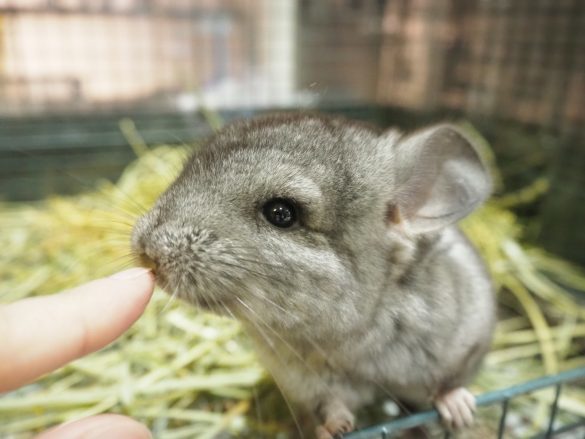 小動物って本当に飼いやすい？カワイさに一目惚れしてお迎えしたけれど…