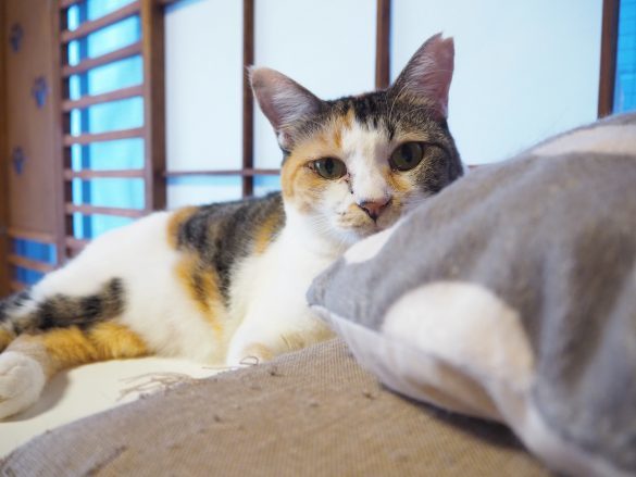 楽しみながら猫助け！たくさんの保護猫と会えるネコリパブリックにいざ入国