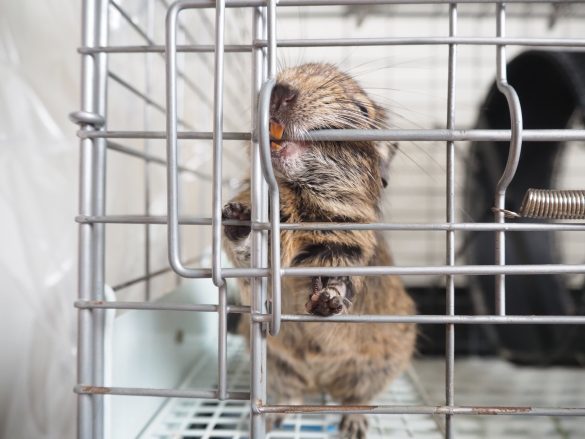 小動物って本当に飼いやすい？カワイさに一目惚れしてお迎えしたけれど…