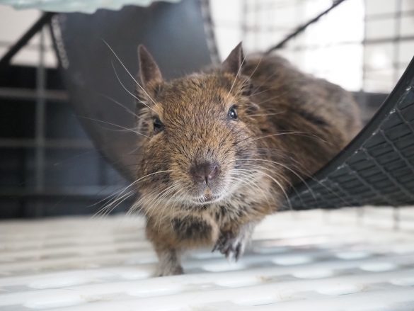 小動物って本当に飼いやすい？カワイさに一目惚れしてお迎えしたけれど…