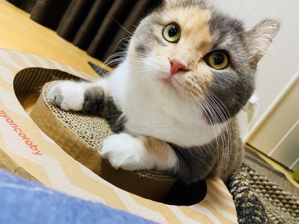 ソファの背もたれで、ぐたぁ〜っとする猫・ラズちゃんが愛くるしい。飼い主さんを取材