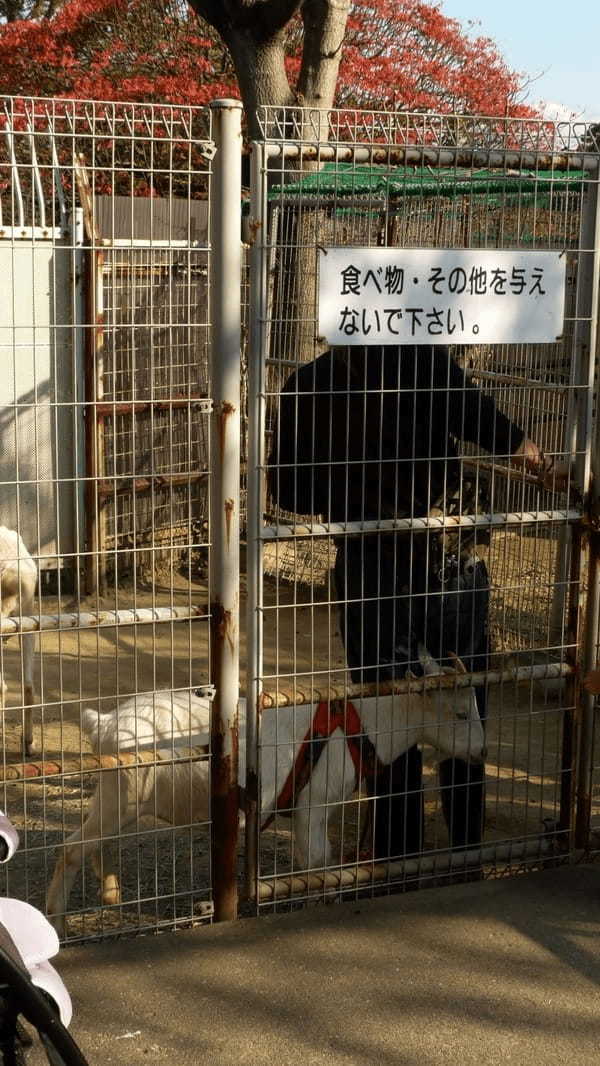 ヤギの散歩も！入園無料【和歌山公園動物園】のふれあい体験が面白い！