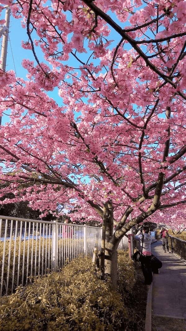 【東京・木場公園】河津桜でお花見♪2月から都心で桜を楽しもう1.jpg