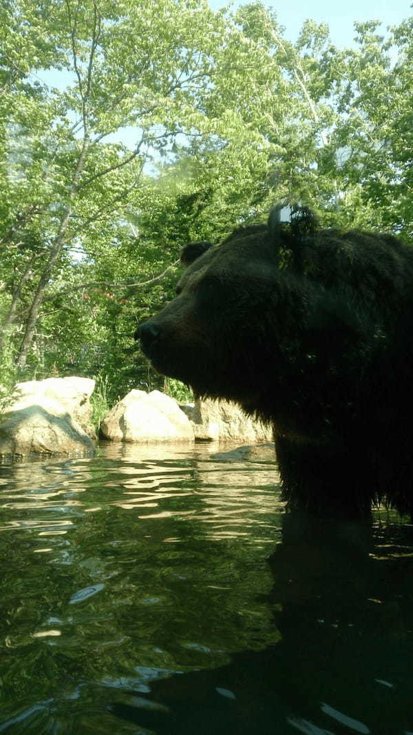 北海道サホロベア・マウンテンでヒグマと2ショットを撮ろう！