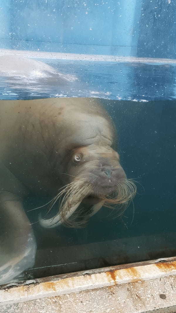 【北海道】圧巻のトドショー！大自然に囲まれたおたる水族館で海獣に会おう！