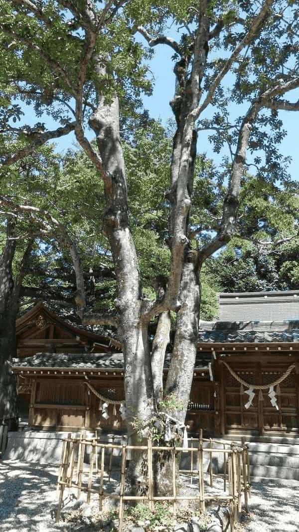 【愛知・知多半島】尾張多賀神社でオガタマノキに癒され快眠神社浴！