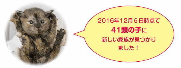  「子猫リレー事業」ってどんな活動なの？