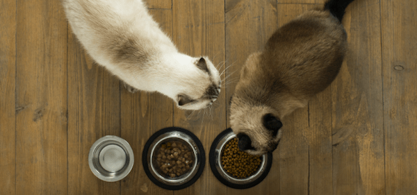 【獣医師監修】猫は犬より太りやすい？猫の肥満に潜む危険と、肥満度チェック・ダイエット方法を紹介！