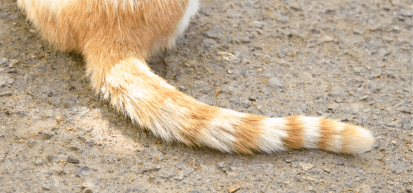 【専門家監修】しっぽで猫の気持ちがわかる？しっぽの役割や使い方まで専門家が解説