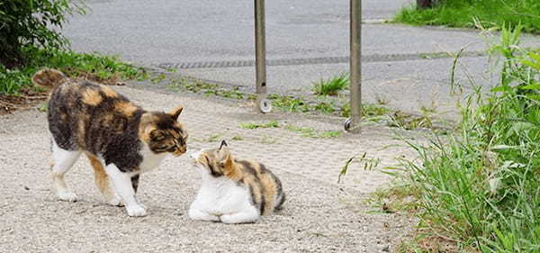 猫の発情期の特徴や時期・期間・対策について獣医師が解説！