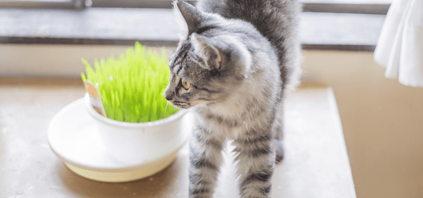 【専門家監修】猫草とは？効果やメリットを紹介