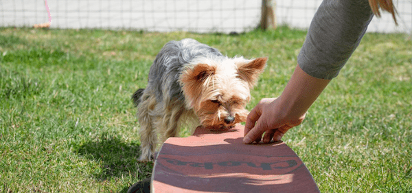 【ドッグトレーナー監修】犬の「待て」の教え方は？必要性や教える際のコツを紹介！