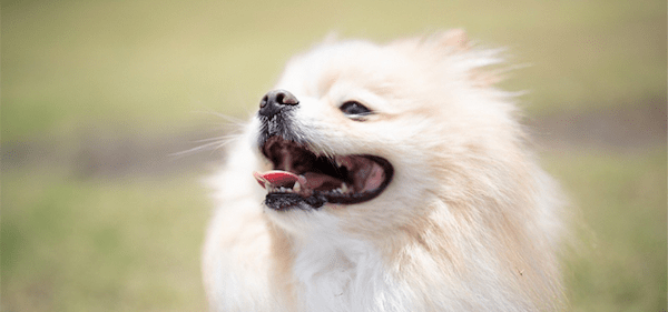 【獣医師監修】ポメラニアンの性格や飼い方のコツ、寿命、なりやすい病気まで全部紹介！