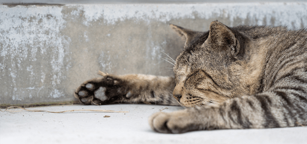 【獣医師監修】猫の暑さ対策はどうすべき？熱中症の予防法やおすすめ対策グッズを紹介！