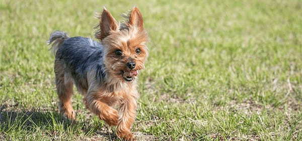 【獣医師監修】犬に寄生するノミの対処法を解説!見つけ方や駆除方法、治療・予防方法について