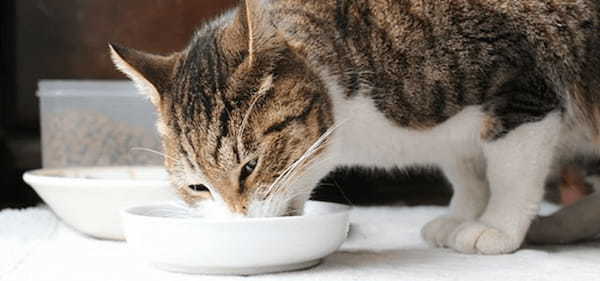 猫の慢性腎臓病（CKD）とは？原因や対策、脱水管理について獣医師が解説