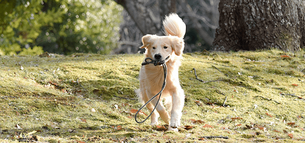 【獣医師監修】犬に「おいで」と言っても来ない理由は？呼び戻しの教え方を解説！