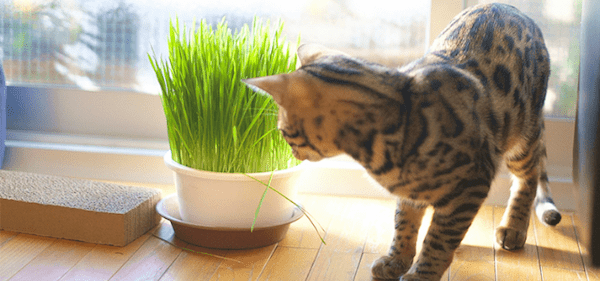 【獣医師監修】猫草とは？猫に食べさせた方がいい？猫草の効果やメリットを紹介