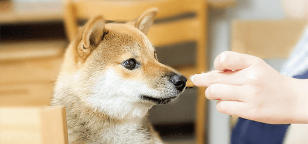 【ドッグトレーナー監修】犬の「待て」の教え方は？必要性や教える際のコツを紹介！