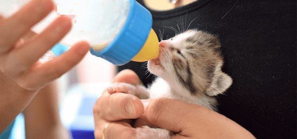 【専門家監修】子猫へのミルクの正しい与え方は？作り方や回数、卒乳時期などを解説